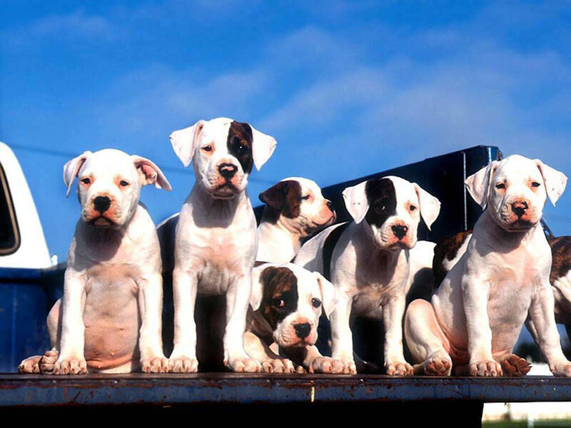 puppies in a truck bed