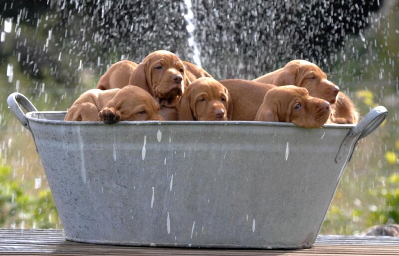 Puppies in a Tub