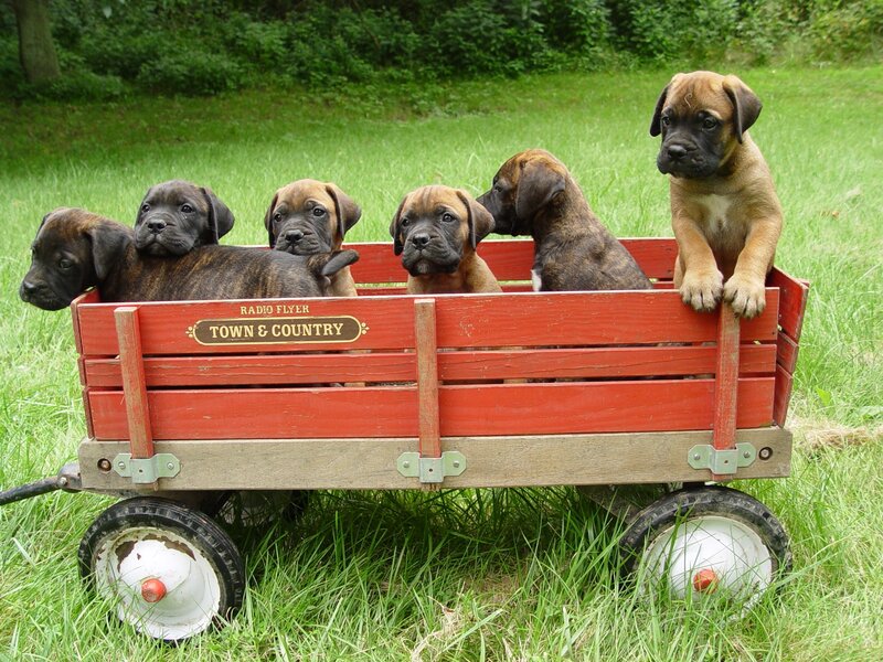 Puppies in a Wagon — Red
