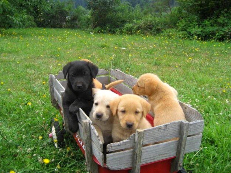 puppies in a wagon