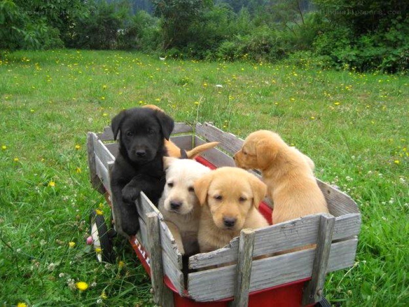 puppies in a wagon