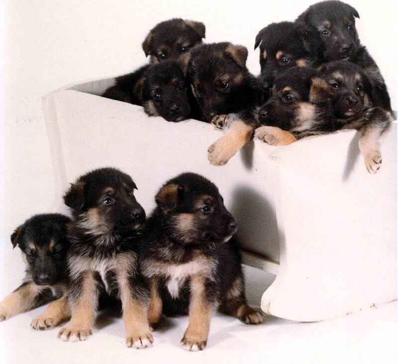 Puppies in a white container