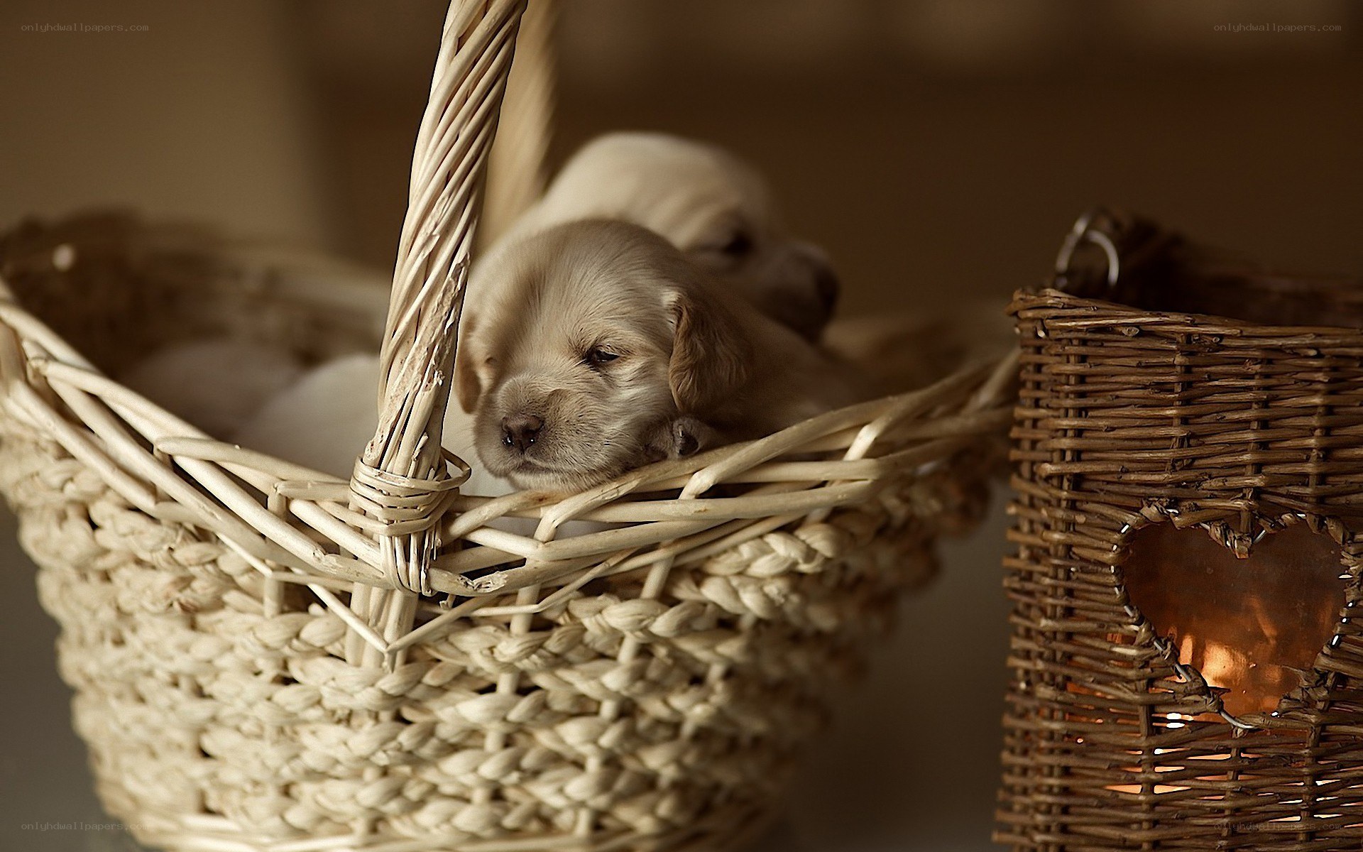 Puppies in a wicker basket