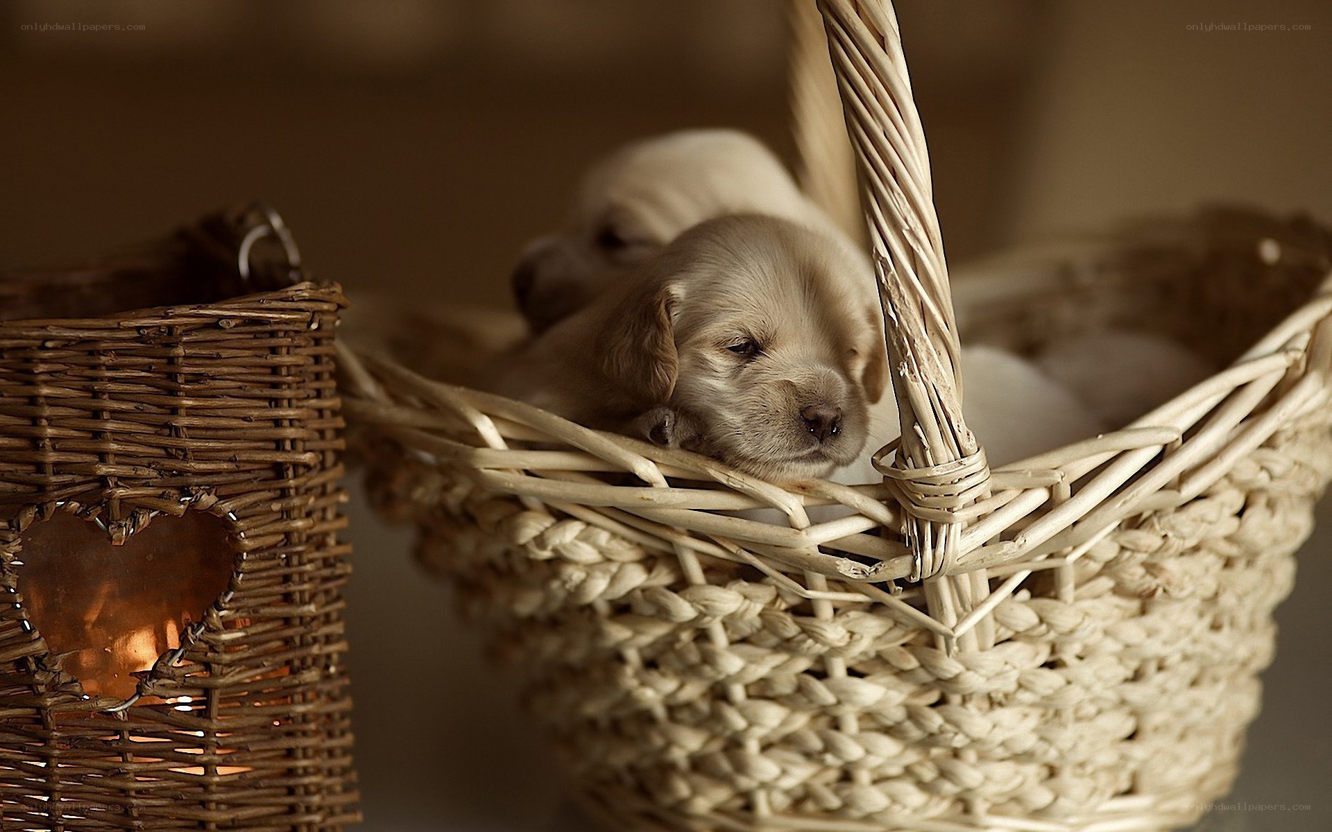 Puppies in a wicker basket
