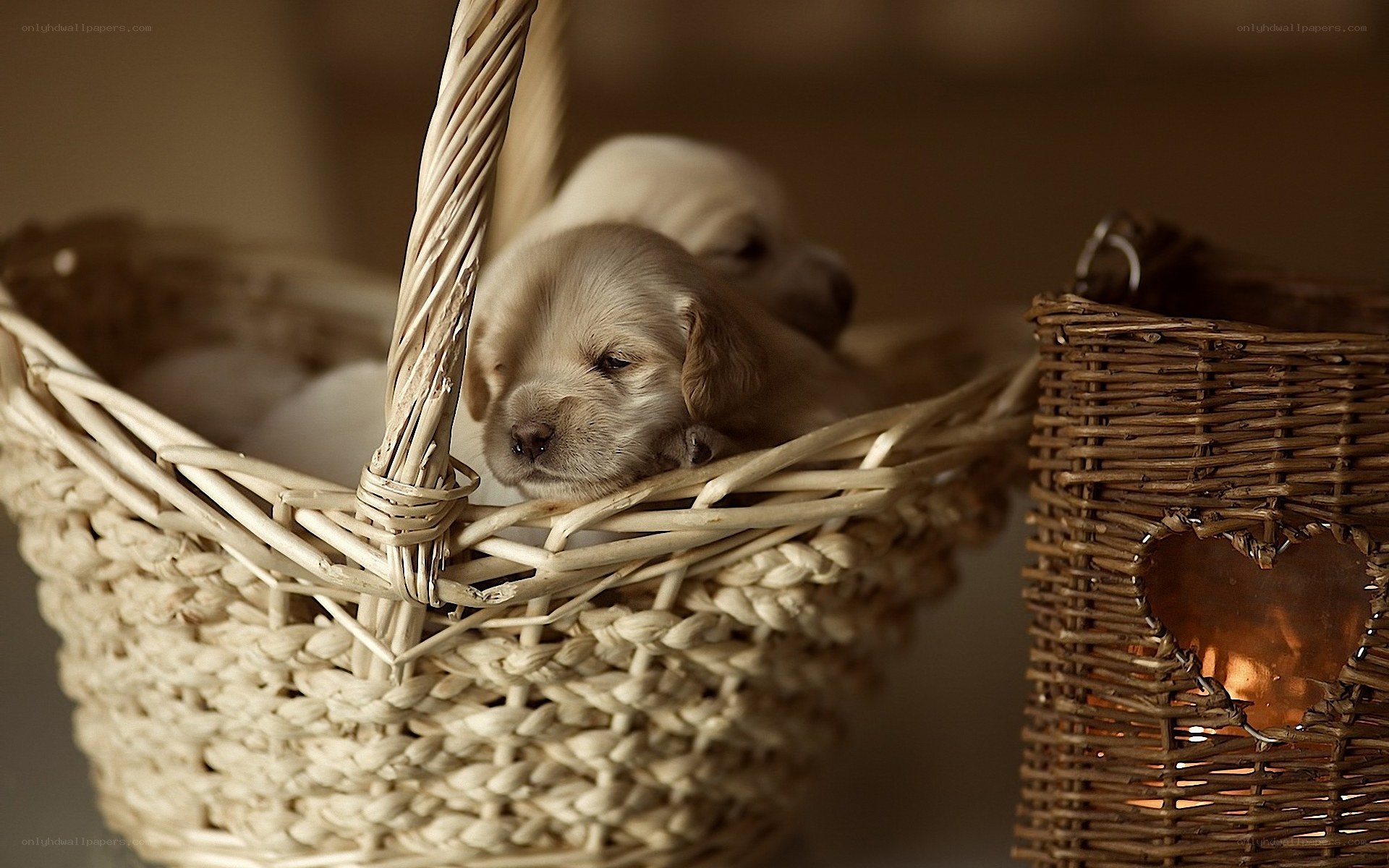 Puppies in a wicker basket