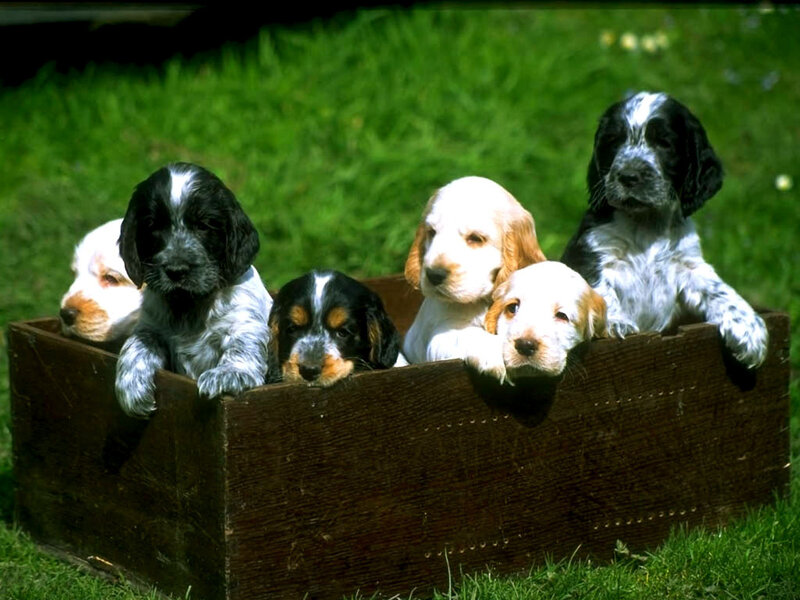 Puppies in a wooden box