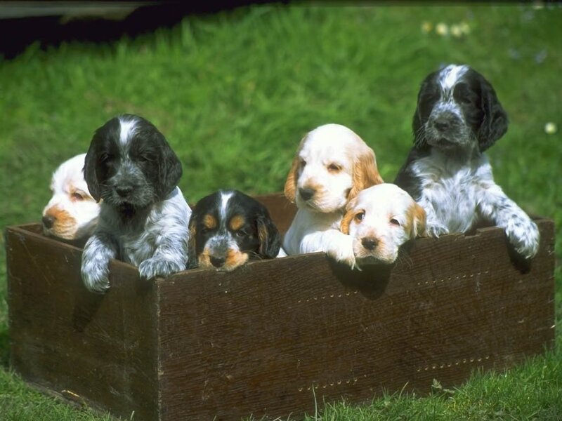 Puppies in a wooden box