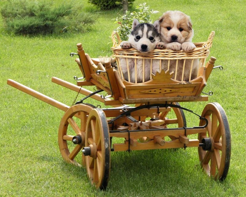 Puppies in a wooden cart
