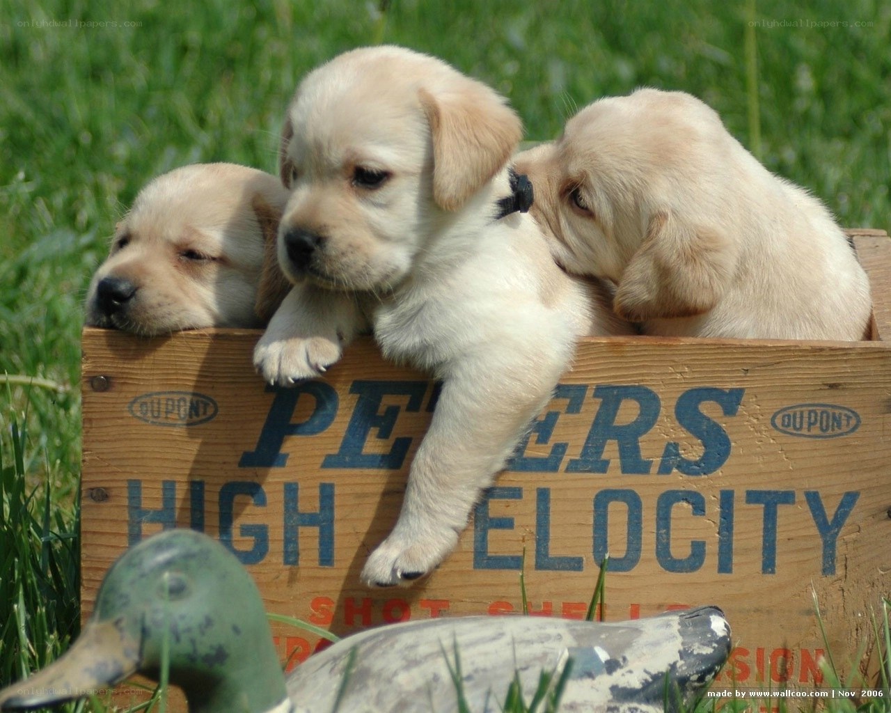 Puppies in a wooden crate