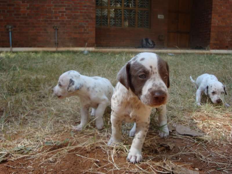 puppies in a yard