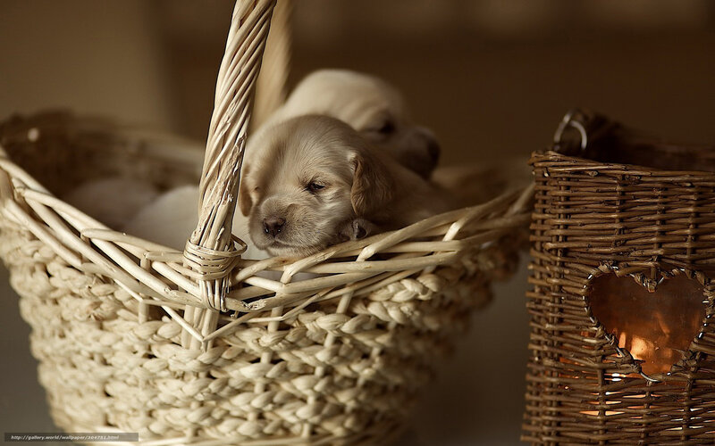 Puppies in Basket — Beige, Calm