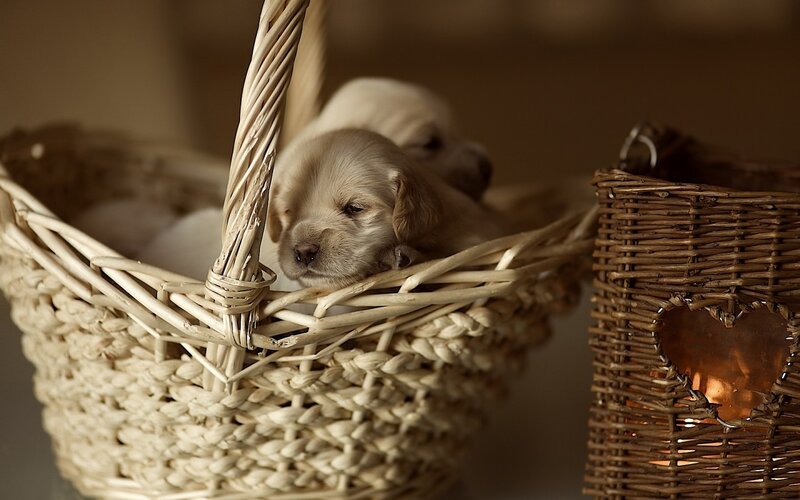 Puppies in Basket — Beige