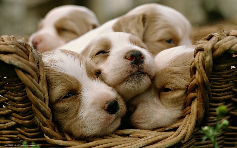 Puppies in Basket — Brown, Calm, Photograph