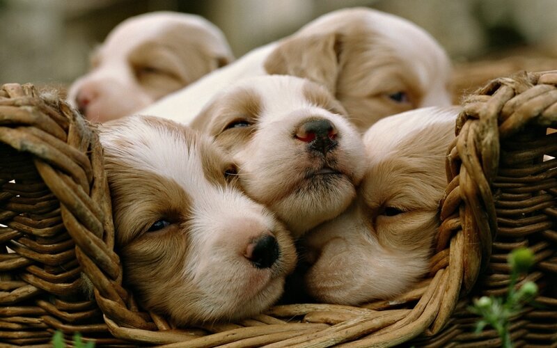 Puppies in Basket — Brown, Calm