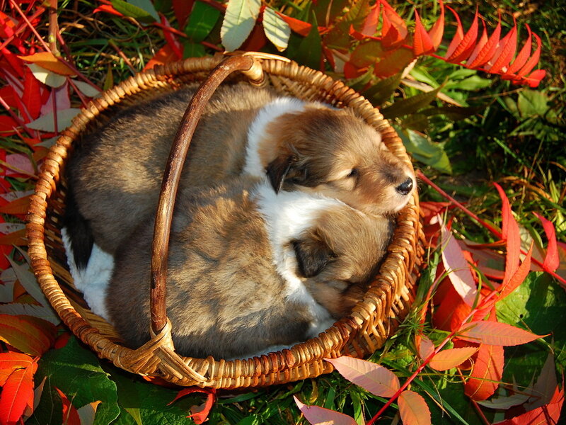 Puppies in Basket — Brown, Serene