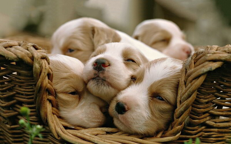 Puppies in Basket — Brown