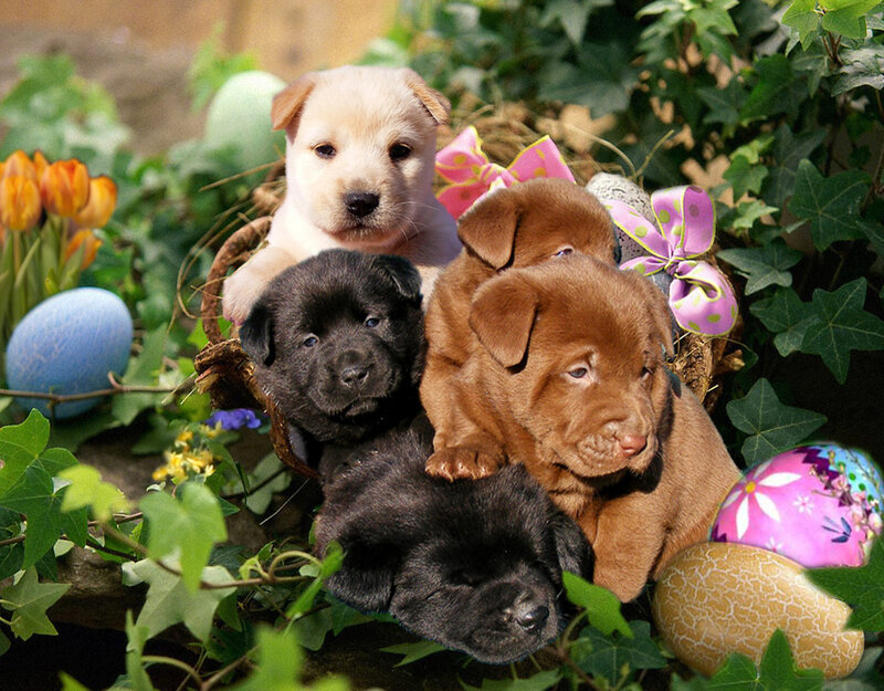Puppies in Basket — Green