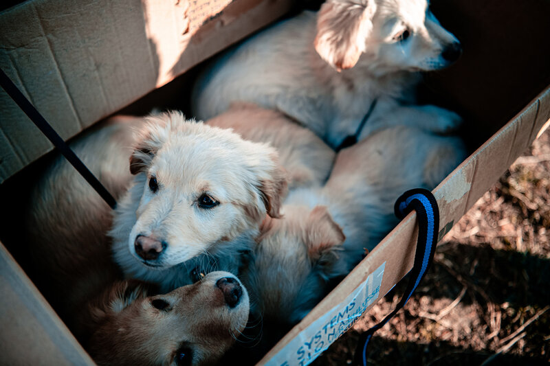 Puppies in Cardboard Box