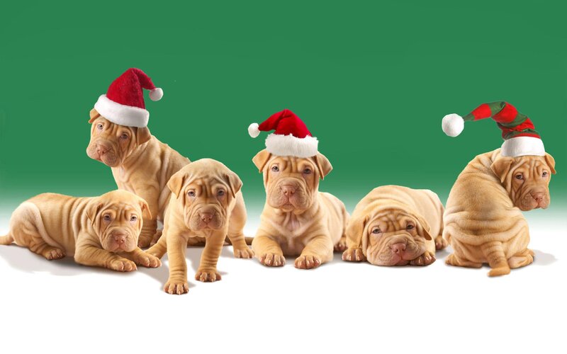 Puppies in Christmas hats