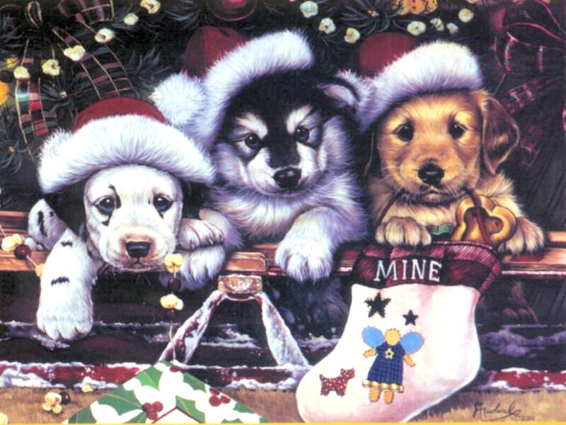 Puppies in Christmas hats