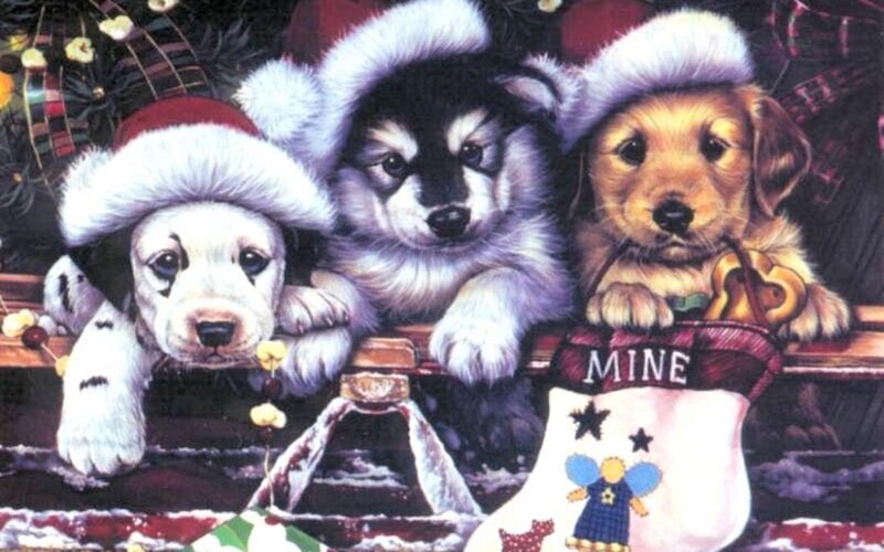 Puppies in Christmas hats