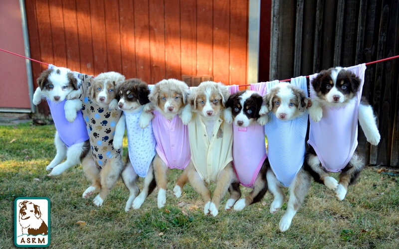 Puppies in Clothes