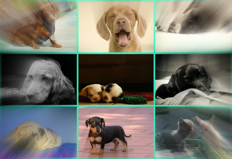 Puppies in Collage — Brown