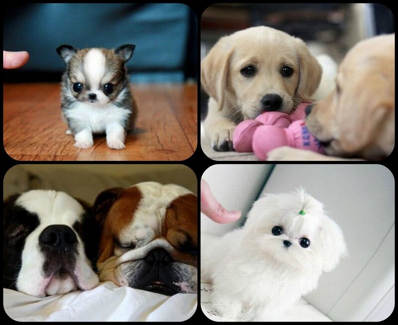 Puppies in Collage — White, Cute