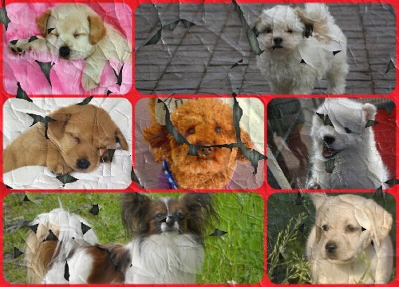 Puppies in Collage — White