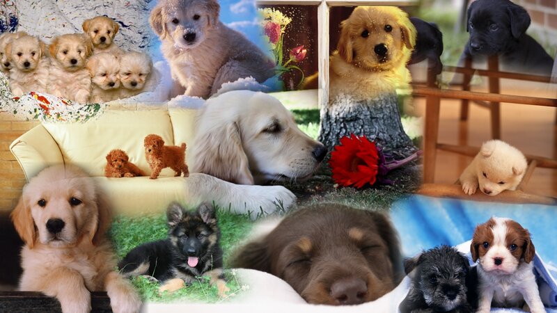 Puppies in Collage — Yellow