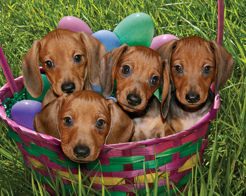 puppies in easter basket