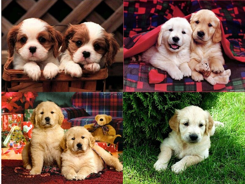 Puppies in festive scenes