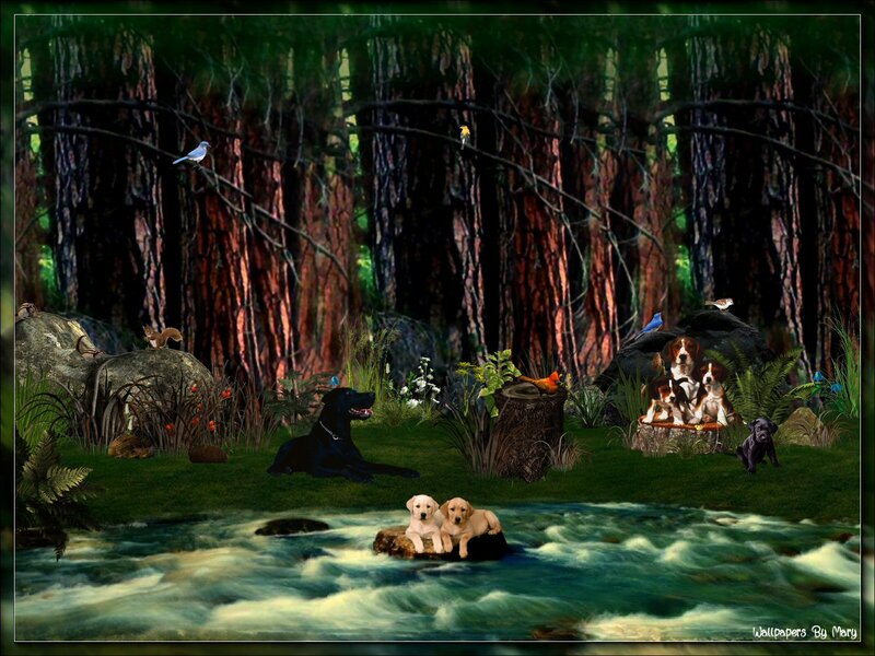 Puppies in Forest Stream