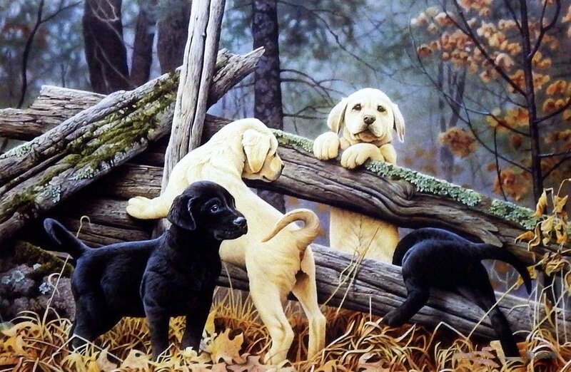 Puppies in Forest