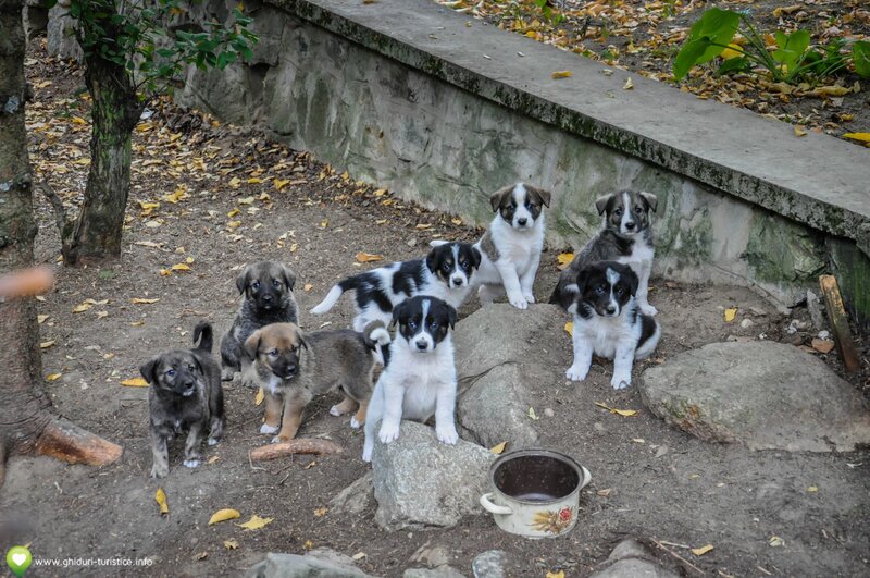 Puppies in Garden — Brown