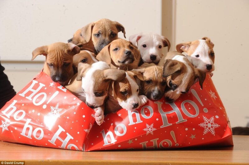 Puppies in Gift Bag