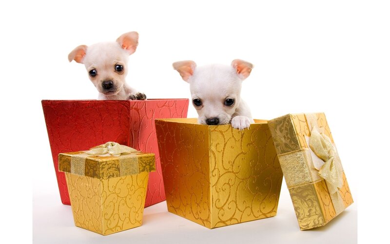 puppies in gift boxes