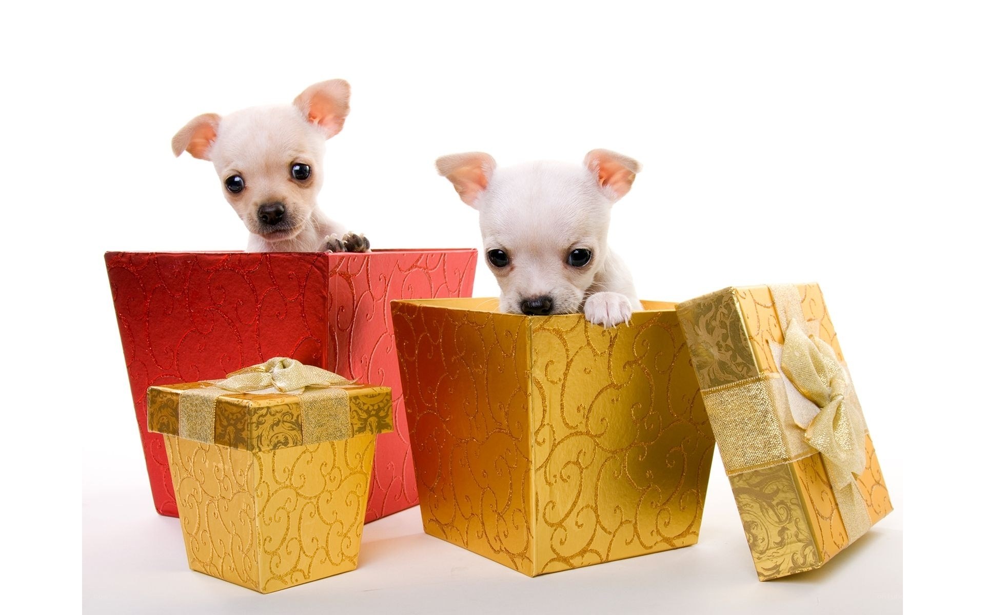 puppies in gift boxes