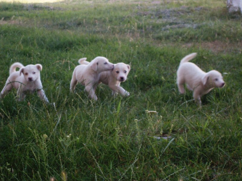 Puppies in Grass