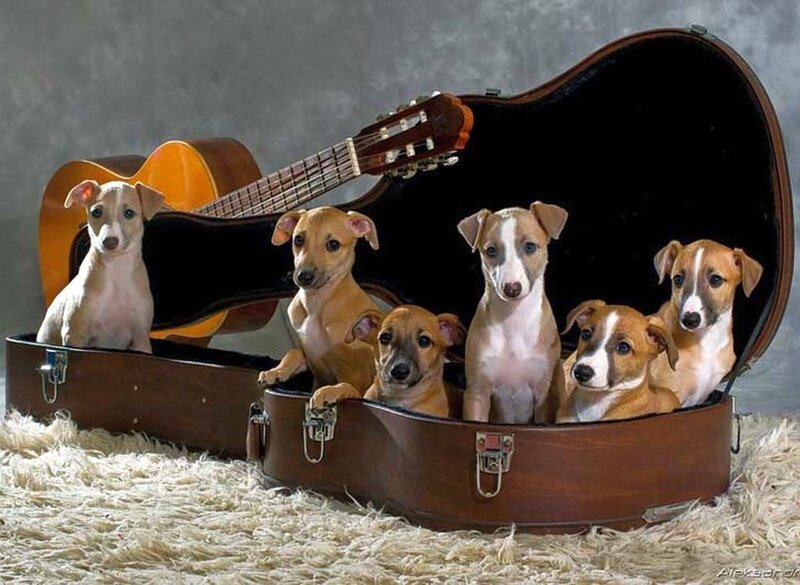 Puppies in Guitar Case
