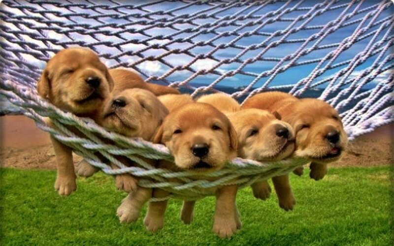 Puppies in Hammock — Green, Peaceful