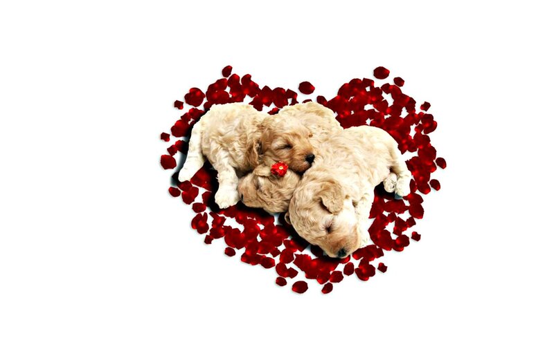 Puppies in Heart Shape