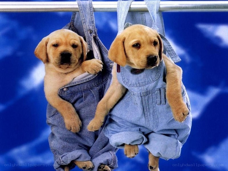 puppies in overalls