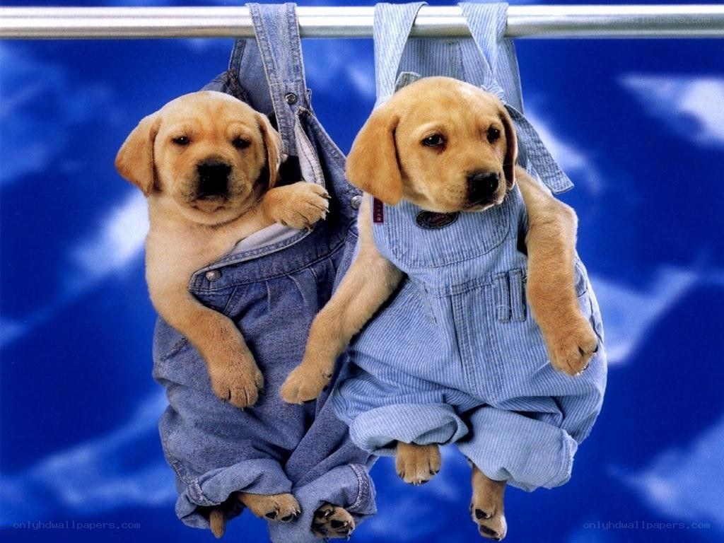 puppies in overalls