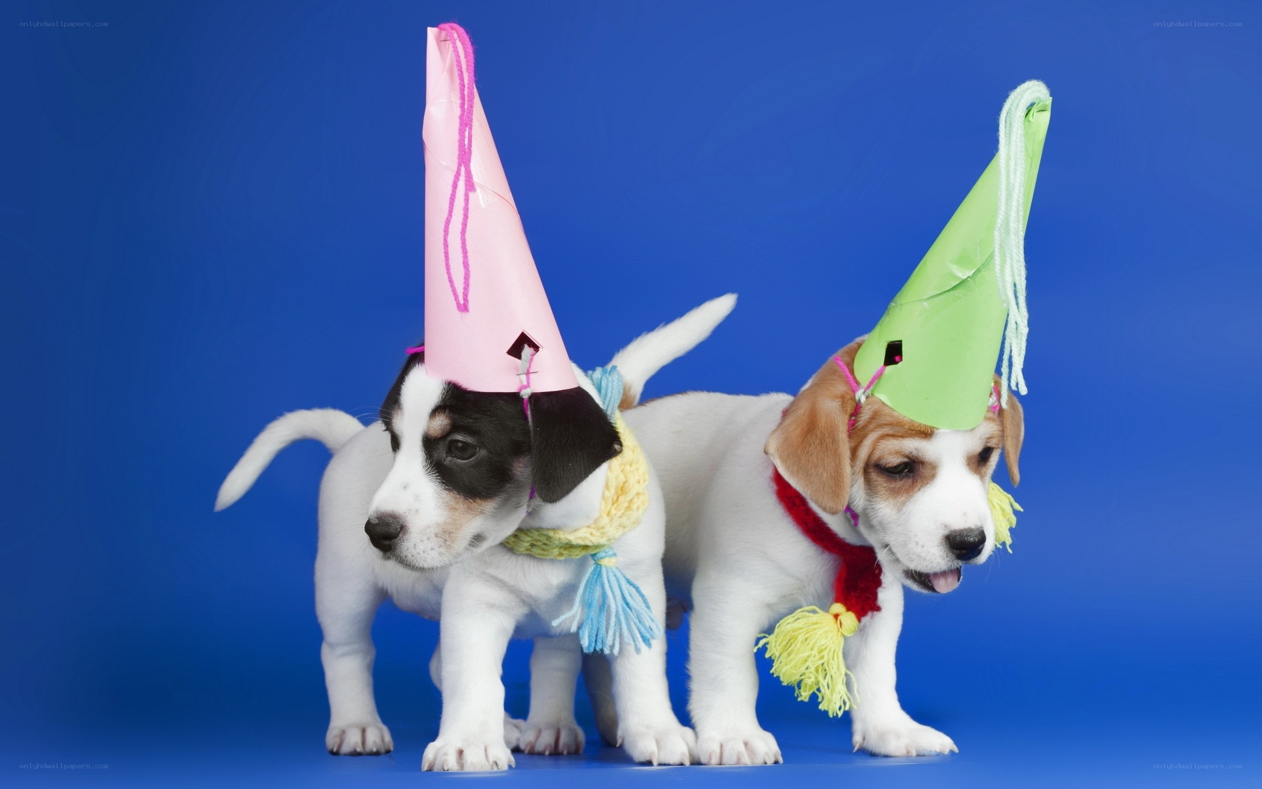 puppies in party hats