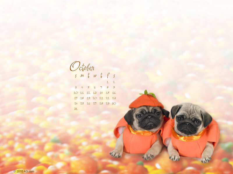 Puppies in pumpkin costumes