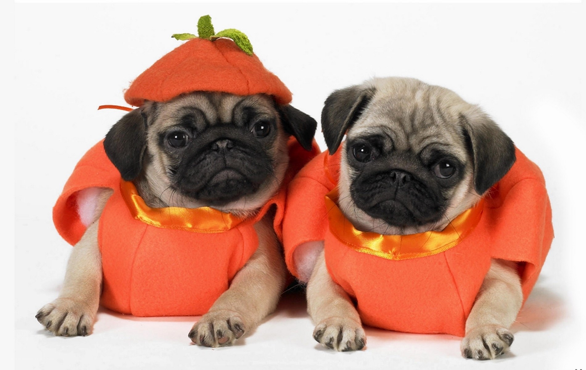 Puppies in pumpkin costumes