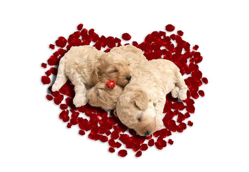 puppies in rose petals
