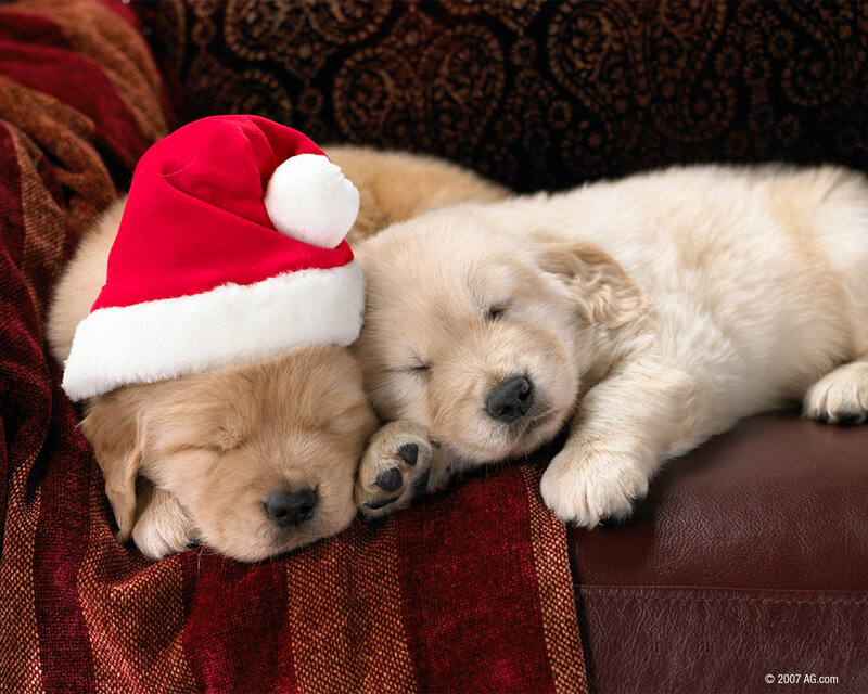 Puppies in Santa hats