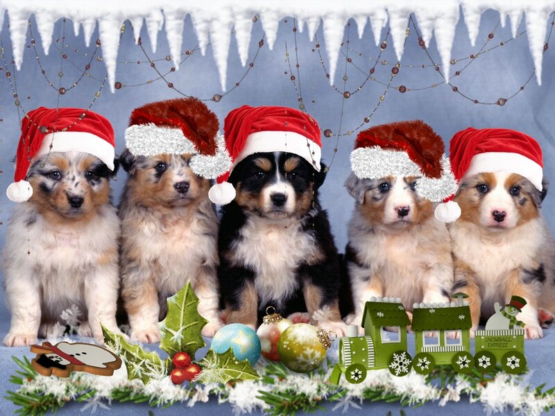 Puppies in Santa Hats — Red, Festive, Winter